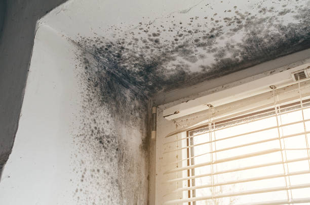 Affordable Attic Mold Remediation solutions in Hasbrouck Heights, NJ